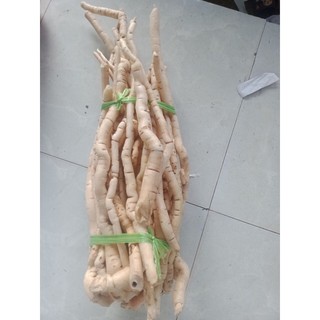 Sâm xuyên đá tươi 150k/2kg