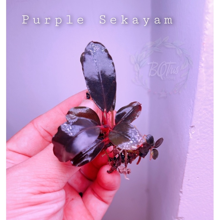 Bucep Purple Sekayam | hàng ngọn | lá cạn | cây thuỷ sinh