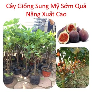 Cây giống sung Mỹ Siêu Trái cho quả mùi thơm dịu, ngọt đậm, sớm quả,dễ trồng(ảnh 2)