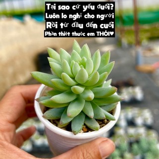 cây sen đá Chuỗi Ngọc lam size bầu 4-4,5cm THUANPHAT GARDEN, siêu xinh siêu cute, lỗi 1 đổi 1