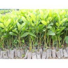 cây giống Keo Lá Tràm (tràm bông vàng)