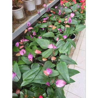 Chậu cây hồng môn tím (cây giống mới)