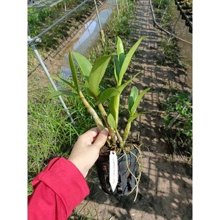 Phong lan denro chớp sổ (tỉ lệ chớp 5%)