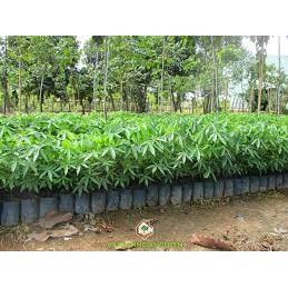 CÂY GIỐNG TRÔM LẤY MỦ ( sản phẩm có bảo hành)