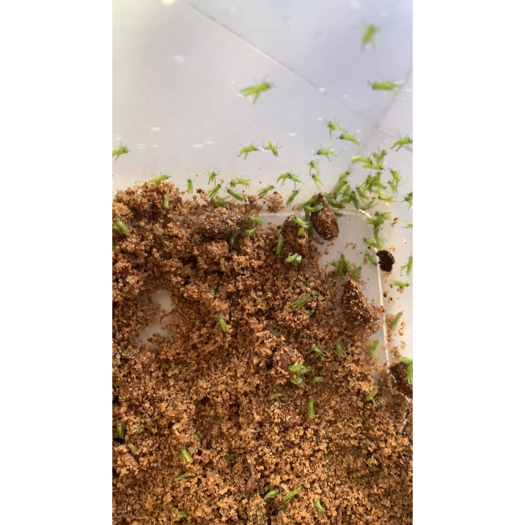 KÉN TRỨNG CÀO CÀO CỐM +20%