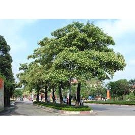 Cây Hoa Sữa Giống ( cây siêu sớm có bảo hành)
