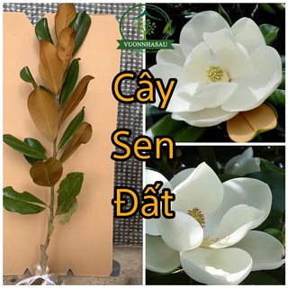 Cây Hoa Sen Đất cao khoảng 1m