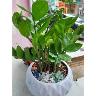 Đá Thach Anh Vụn Ngũ Sắc (2kg)