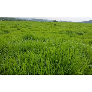 Hạt giống cỏ chăn nuôi ( tặng kèm phân bón và kích mầm ) túi 5g