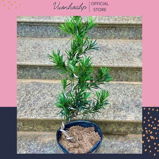 Cây tùng la hán bonsai cao 60cm, vạn niên tùng gốc to rễ chắc khoẻ trồng bịch đen, ảnh thật, lỗi 1 đổi 1