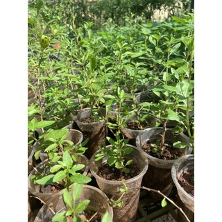 Cây giống câu kỷ tử
