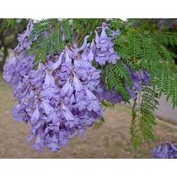 Cây phượng tím cao 40-50 cm ( cây trồng bóng mát + sinh trưởng rất nhanh)