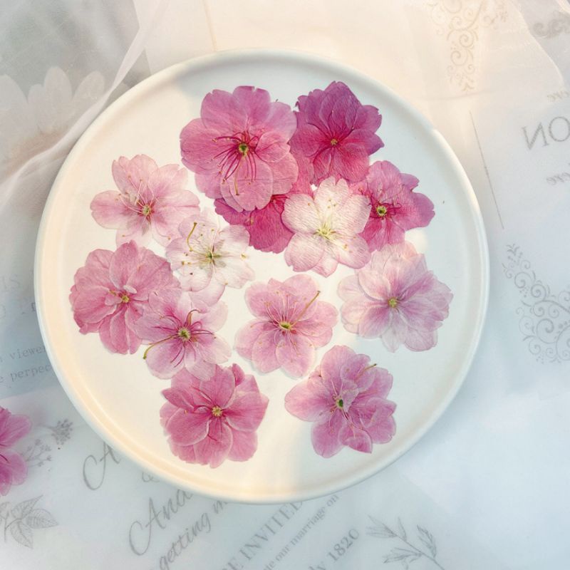 Hoa khô- hoa anh đào khô ướp màu sắc tự nhiên
