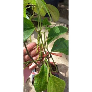 Cây giống tiêu Phú Quốc