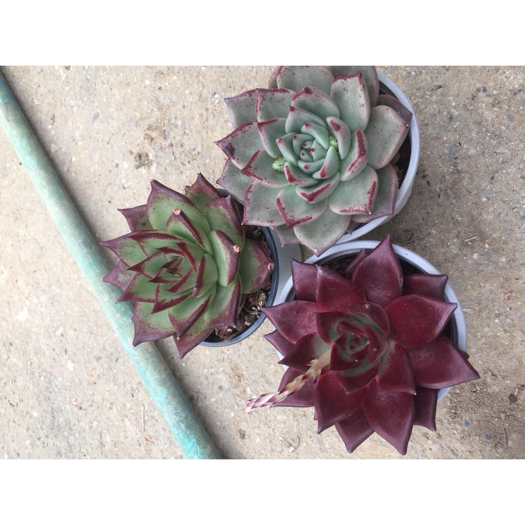 Combo 3 cây sen đá đế vương