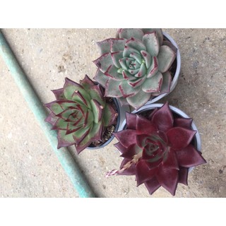 Combo 3 cây sen đá đế vương