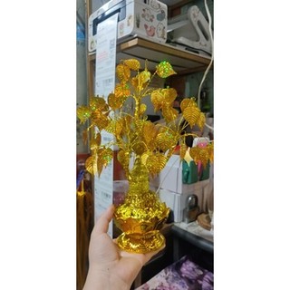Cây bồ đề đế sen cành vàng lá ngọc cao ~25-28cm phk shop