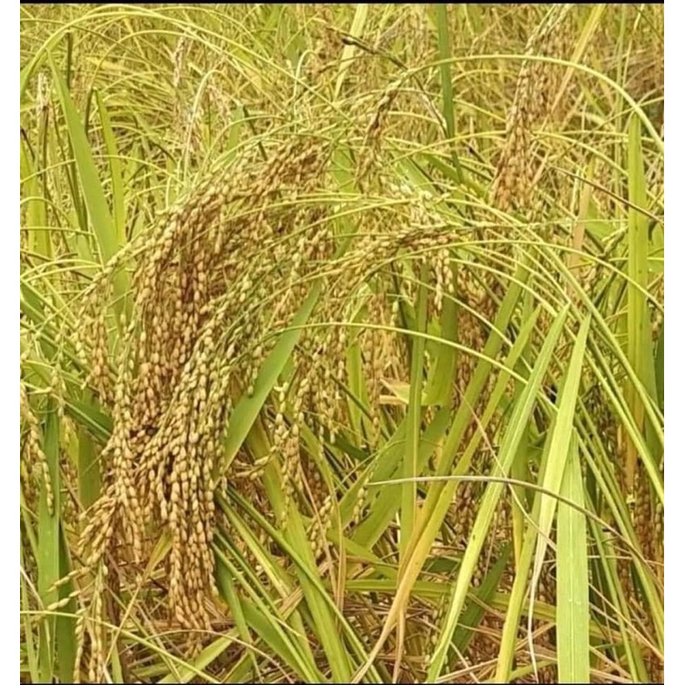 LÚA NẾP THƠM CAO BẰNG