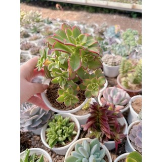 sen đá 3 màu  size trung 5-7cm