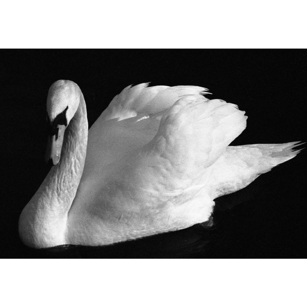 Phim Lomography Lady Grey ISO 400, Đen Trắng B&W, 135/35mm x 36 Kiểu, In Date Cho Máy Chụp Ảnh Film - LIIQ Flash