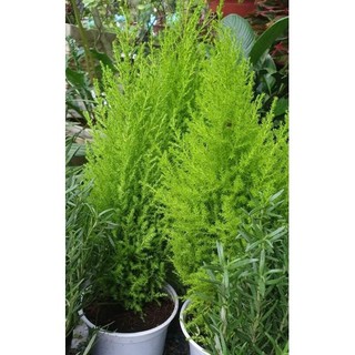 Cây tùng thơm size 60cm