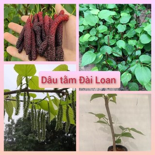 Cây giống dâu quả dài Đài loan trái dài siêu ngọt