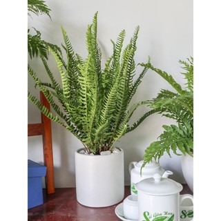 Dương xỉ cốt cắn (loại cây có củ dùng được)