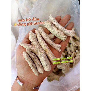 San hô vụn, San hô đũa 1kg lọc nước cho bể cá - San hô đũa giá sỉ
