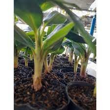 cây giống chuối lân đà lạt ( cây siêu sớm có bảo hành)