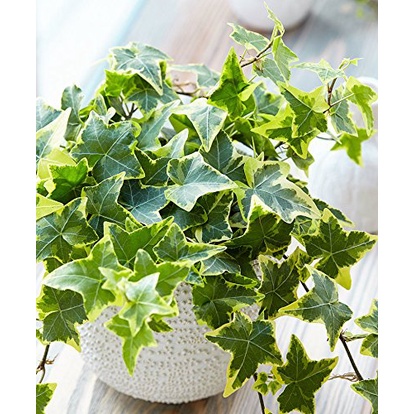 Chậu dây thường xuân🍀🌱 cẩm thạchh nhỏ🍀🌱