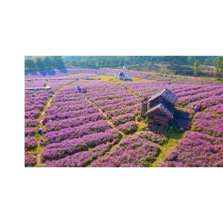 100h Hạt Giống Hoa Cúc Bách Nhật Tím