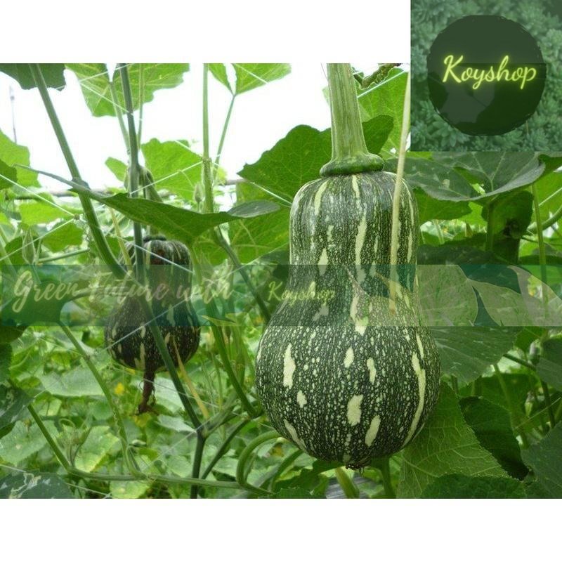 Hạt Giống Bí Đỏ Hạt Đậu Lai F1 Rado 35  đặc ruột, dẻo, ngọt -- Rado Seeds