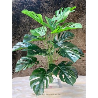 cây trầu bà giả 70 cm (kèm giỏ cói)