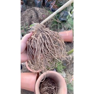 Gốc măng tây xanh
