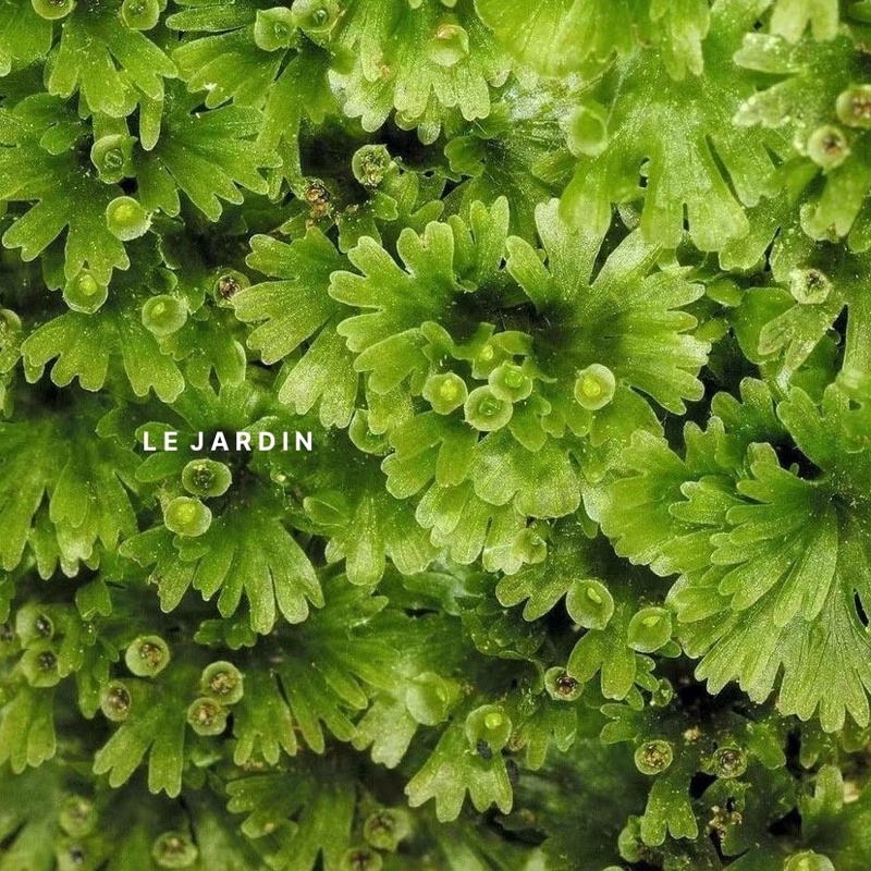 Rêu Cánh Quạt, Rêu Hiếm, Rêu Terrarium, Rêu Xanh setup hồ bán cạn, tiểu cảnh, terrarium