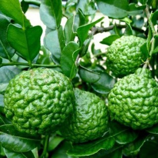 Cây giống chanh chúc (chanh thái)