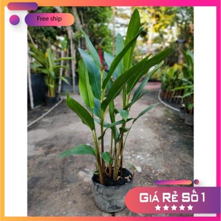 Cây chuối thiên điểu (mỏ két), Cao 30-35cm bịch 3-4 thân (Hàng Chuẩn)