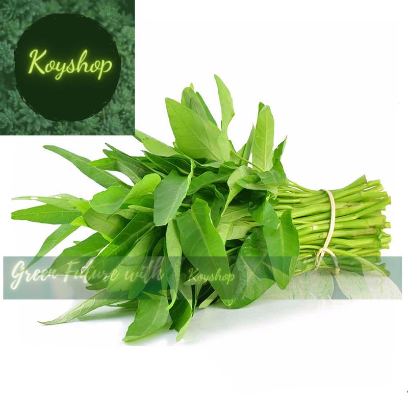 Hạt Giống Rau muống lá lớn RADO 13 -10g trồng thử - Giá sỉ tốt hơn !