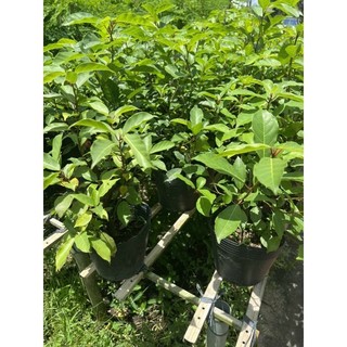 Cây 🌲 Sung nếp( siêu trái)