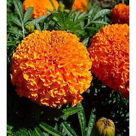 Hạt giống Hoa Cúc Vạn Thọ Mỹ 50 Hạt