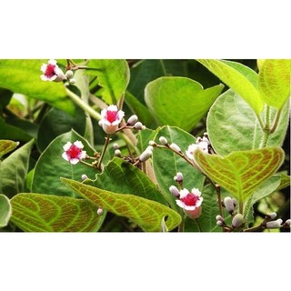 [Nhu_Mai_Garden]CÂY LÁ MƠ LÔNG TÍM (MƠ LÔNG TAM THỂ LÁ MÀU TÍM)