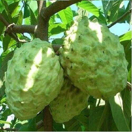 Cây Mãng Cầu Na Đài Loan (Na dứa Đài Loan) siêu sớm