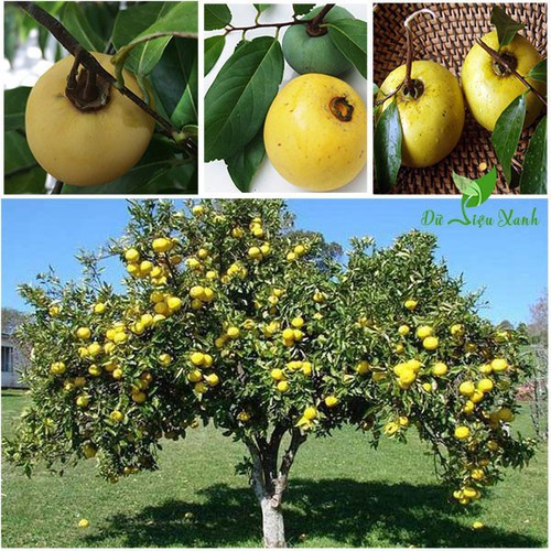 CÂY GIỐNG CÂY THỊ THƠM, QUẢ NGỌT-