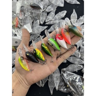 cá voi lưng gù có bi