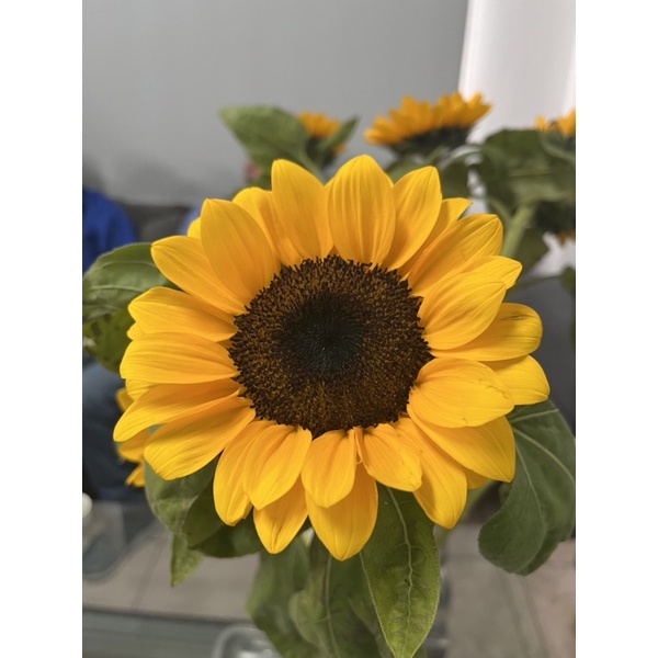 Hạt Bí Sạch Tân Việt 200g