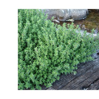 100h hạt giống cỏ xạ hương thyme