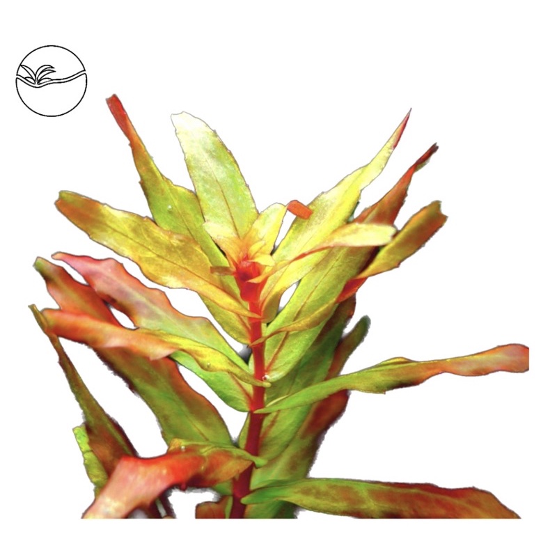 Rotala Macrandra "Green" - Cây Thanh Hồ Điệp - Cây Thuỷ Sinh