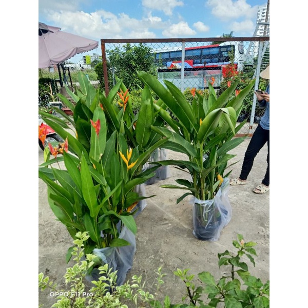 Cây chuối thiên điểu  y ảnh