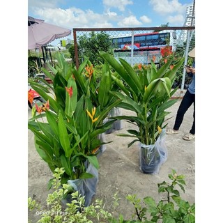 Cây chuối thiên điểu (chuối mỏ két) y ảnh