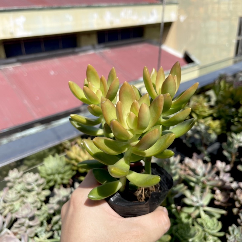 Sen Đá Cam - size Bầu  - Xả đất khi gửi ạ